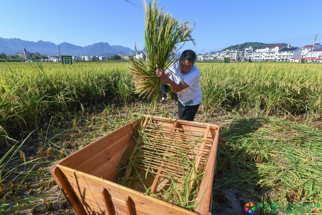 9月22日，农民参加“稻谷收割”趣味比赛。